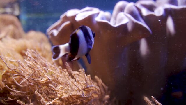 Four stripe damselfish aka dascyllus melanurus swimming underwater next to dense coral reef