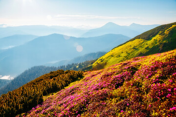Fototapeta na wymiar Attractive summer scene with flowering hills. Carpathian mountains, Ukraine, Europe.