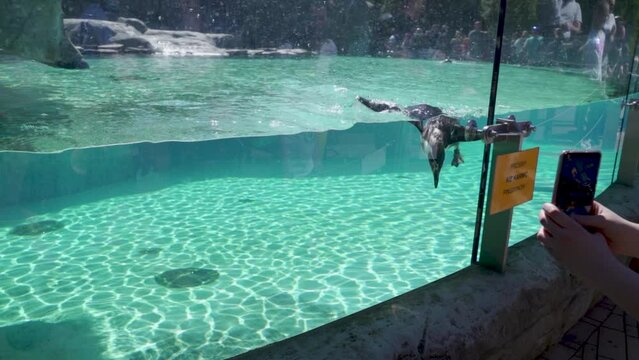 A human hands taking photo from a cellphone of Humboldt penguin swimming in a pool in zoo
