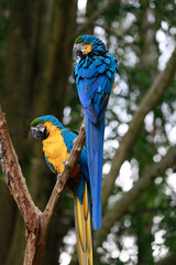 Blue and yellow macaw or blue-and-yellow macaw on a tree branch with blurred forest background. Brazil