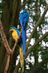 Blue and yellow macaw or blue-and-yellow macaw on a tree branch with blurred forest background. Brazil