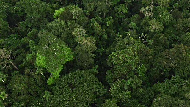 Aerial panning shot around tall tropical forest trees in different shades of green: Nature background of a full grown primary tropical forest in the Amazon of Ecuador, South America