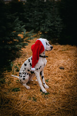 junger Dalmatiner mit Weihnachtsmütze im Wald