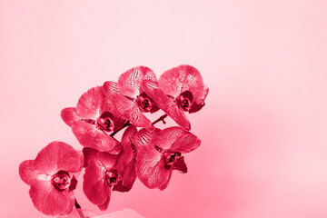 Beautiful orchids in a vase on a pink background. phalaenopsis close-up. Banner, panorama with...