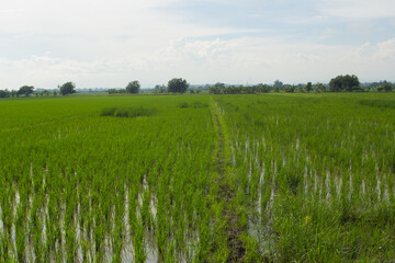 Fototapeta premium green rice field with sky