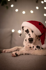 Dalmatiner mit Weihnachtsmütze