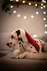 Dalmatiner mit Weihnachtsmütze