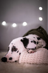 junger Dalmatiner liegt auf Sofa und entspannt