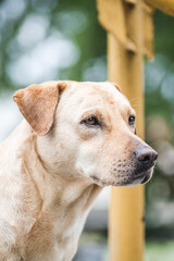 Portrait of a beautiful stray dog