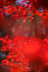 Obraz na płótnie Canvas red autumn leaves on tree branches