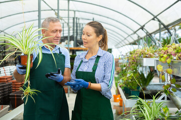 Woman and man are standing with blooming flower Chlorophytum on their work place in greenhouse