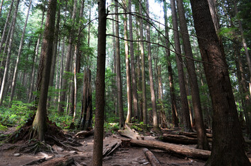 Plenty of wood on the Capilano Pacific Trail
