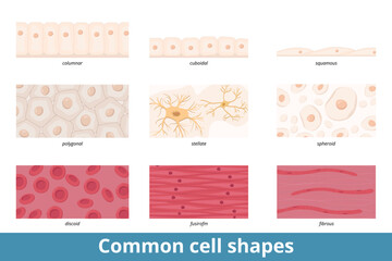 Common cell shapes. Squamous, cuboidal, columnar, polygonal, stellate, spheroid, discoid, spindle-shaped, and fibrous cell forms and their common representatives as red blood cells or epithelium. - obrazy, fototapety, plakaty