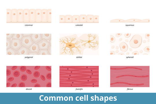 Common cell shapes. Squamous, cuboidal, columnar, polygonal, stellate, spheroid, discoid, spindle-shaped, and fibrous cell forms and their common representatives as red blood cells or epithelium.