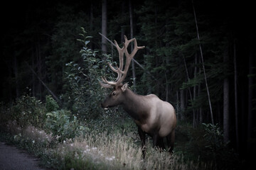 Elk in Jasper National Park