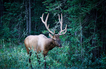Naklejka na ściany i meble elk in Jasper national park