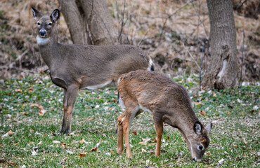 Deer having an afternoon snack.