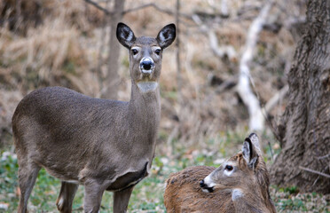 Deer having an afternoon snack.