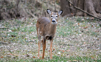 Deer having an afternoon snack.