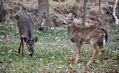 Deer having an afternoon snack.