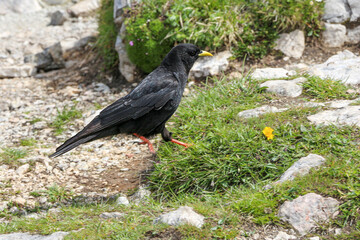 crow on the grass