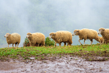 Sheep graze on a foggy morning mountain in the background at Doi Chang, Chiang Rai, Thailand.