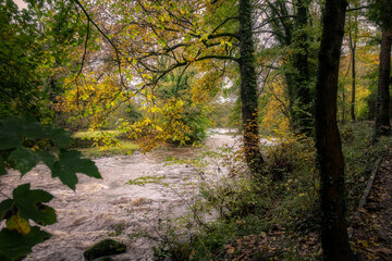 Fototapeta premium Walking along the river Derwent in autumn, Derbyshire, England