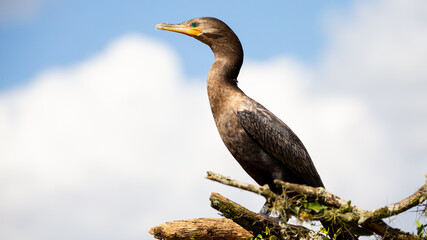 Cormorão, Corvo-Marinho