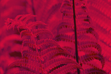 Beautiful red viva magenta fern close up in monochrome. Abstract floral texture and background, pattern. Trendy color of the year 2023 Viva Magenta. Design concept.