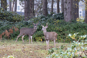 Two large black-tailed bucks standing in the yard of a home in Eugene, Oregon.