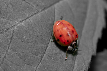 Ladybug