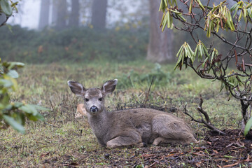 Small black-tailed deer in Eugene, Oregon.