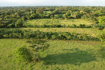 Fototapeta na wymiar Green agriculture plantation background