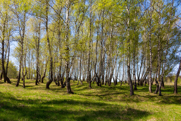 Sunny picturesque birch grove on a summer day