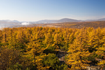 Picturesque autumn landscape. Top view of the autumn larch forest and hills. Northern city in the distance. Larch trees with yellow crowns. Beautiful nature of the Magadan region. Far East of Russia.