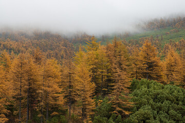 Beautiful autumn landscape. View of the autumn larch forest in the mountains. Larch trees with yellow crowns and thickets of evergreen dwarf pine on the mountain slope. Low cloud cover. Foggy weather.
