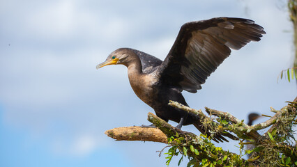 Cormorão, Corvo-Marinho