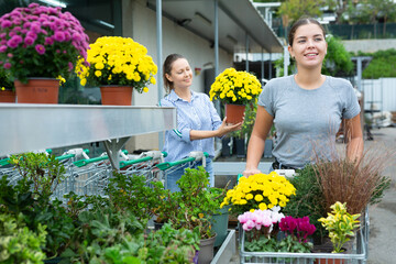 Woman chooses potted flowers chrysanthemum limoncello at an open-air flower market