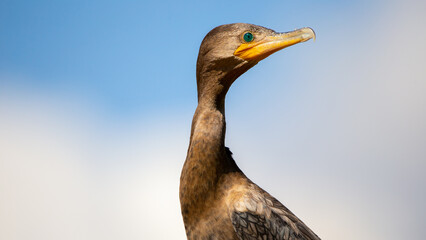 Cormorão, Corvo-Marinho