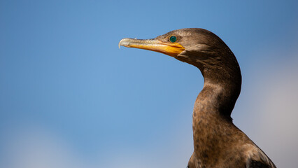 Cormorão, Corvo-Marinho