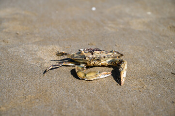 The body of a dead crab on the beach. Atlantic blue crab. Rotten crab on sand near sea. Environmental disaster.  