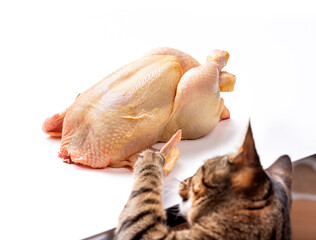 A whole raw chicken on a white background, which is touched by a striped cat with a paw