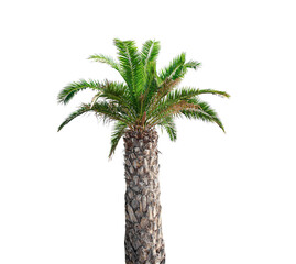Palm isolate. Palm tree isolated on white background.