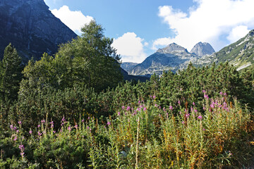 Summer landscape of Rila Mountain near Orlovets peak, Bulgaria