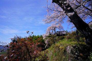京都・地蔵禅院(地蔵院)の枝垂れ桜（京都府綴喜郡井手町）