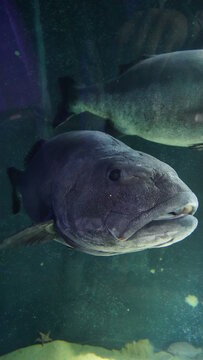 Giant Sea Bass at Aquarium of the Bay