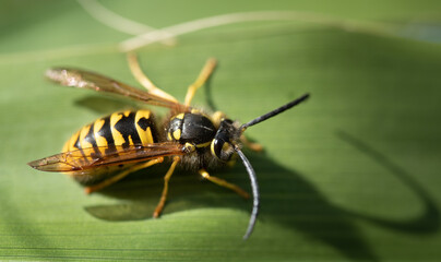 A large wasp sits on the leaf of a palm tree in Italy. The insect is striped yellow and black. You can see the antennae, which are very long.