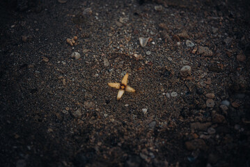 Flower in the Sand