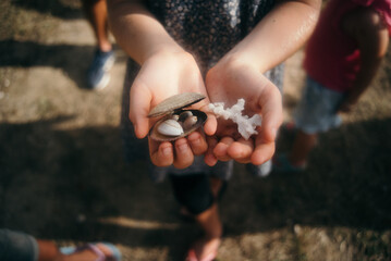 A Collection of shells