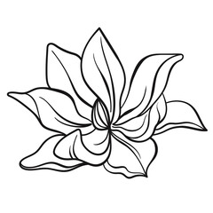One line black illustration grafic flowers magnolia draw